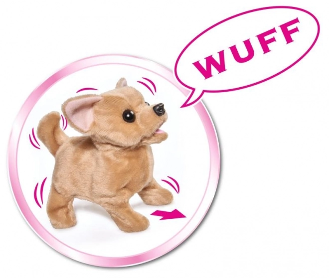 CCL Chihuahua hvalp