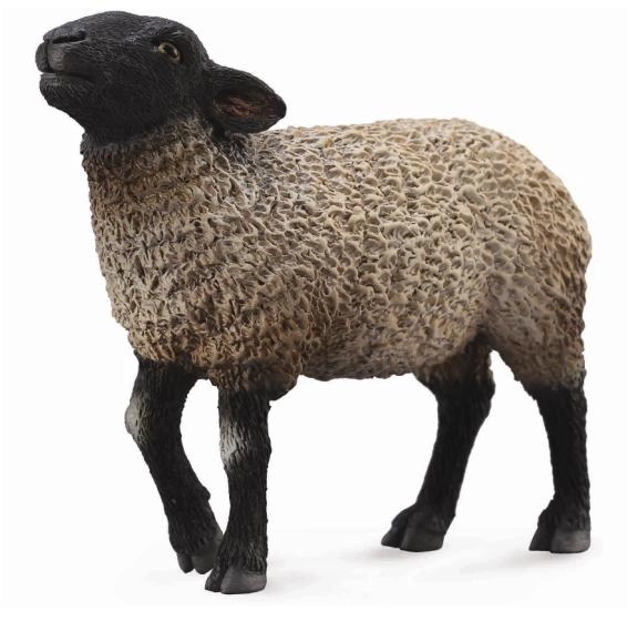 Suffolk Får