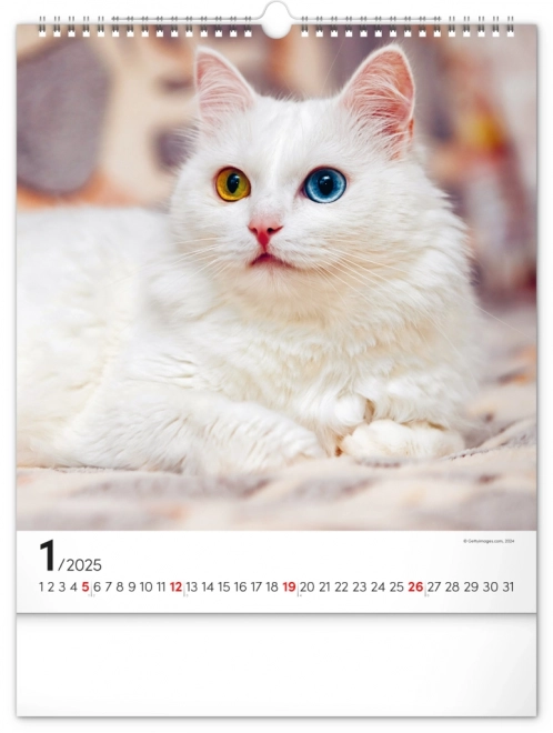 Vægkalender Katte 2025, 30 × 34 cm