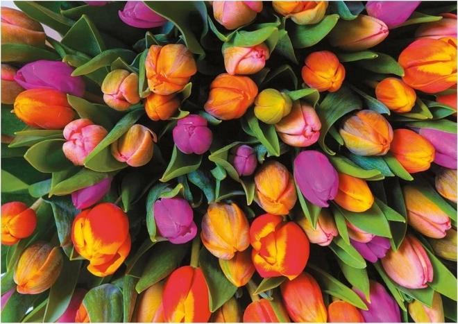 Piatnik puslespil Tulipaner 1000 brikker