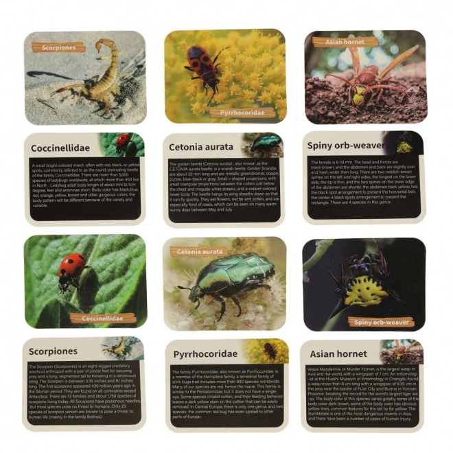 Arkæologisk læringssæt Insekter i Rav