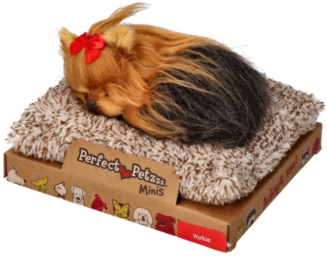 Perfekt lille hundehvalp York