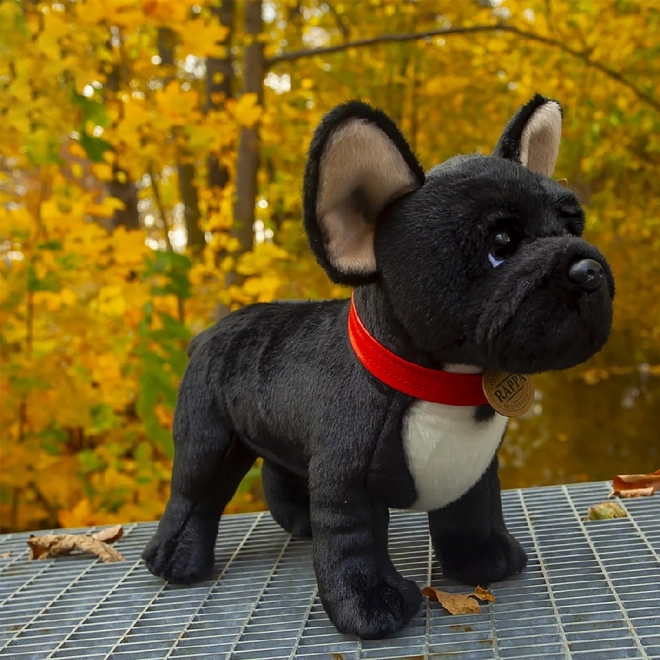 Plys fransk bulldog sort med halsbånd stående 30 cm MILJØVENLIG