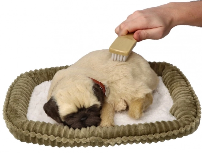Åndende hvalp mops Perfect Petzzz