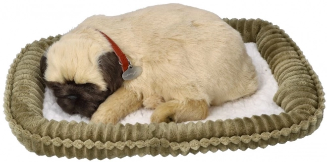 Åndende hvalp mops Perfect Petzzz