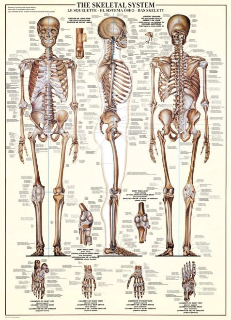 Puslespil Skeletsystem 1000 brikker