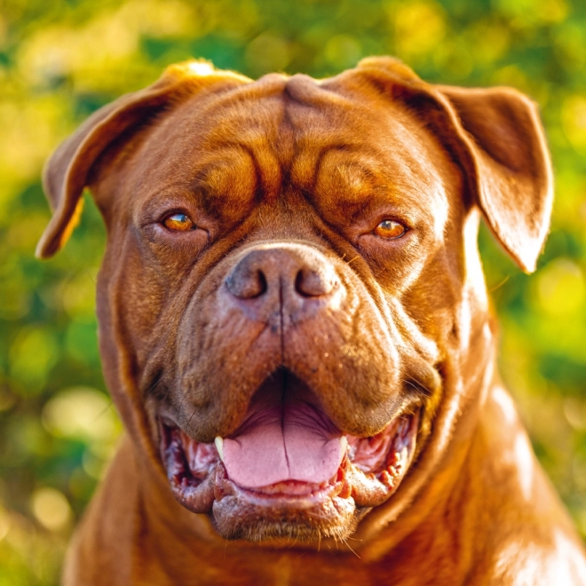 Notekalender Hunde 2025, 30 × 30 cm