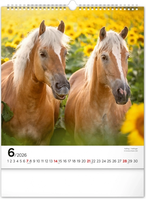 Vægkalender Heste 2026