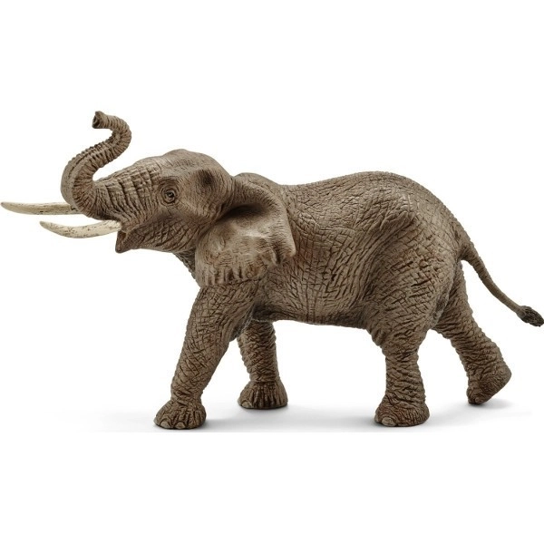 Afrikansk elefant - han