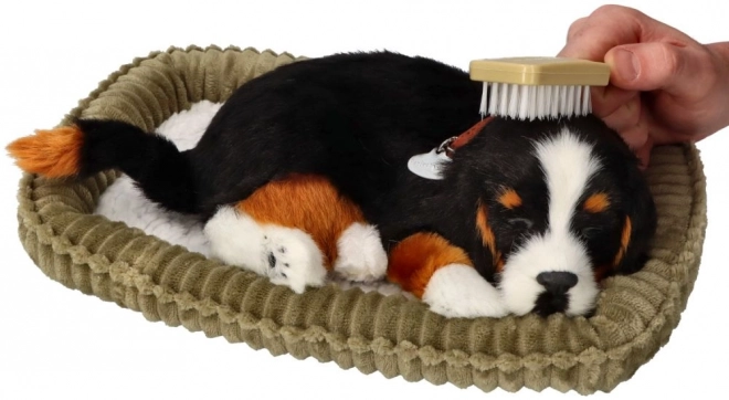 Afslappende Berner sennenhund til adoption