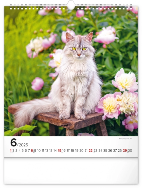 Vægkalender Katte 2025, 30 × 34 cm