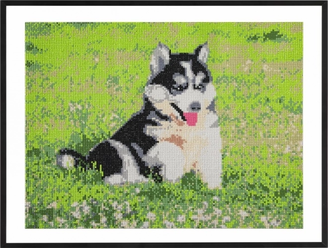 GRAFIX Diamantmaleri Husky 40x50 cm