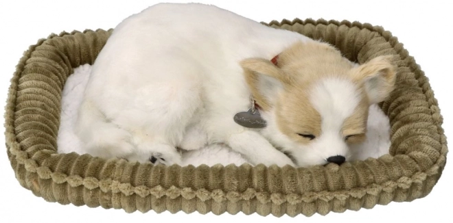 Snorkende Chihuahua Hvalp