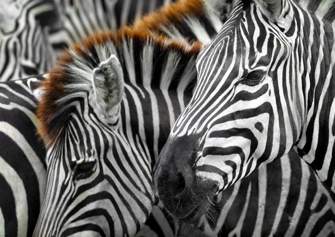 Puslespil Zebra 1000 brikker