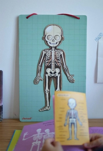 Illustrativt kendskab til menneskekroppen