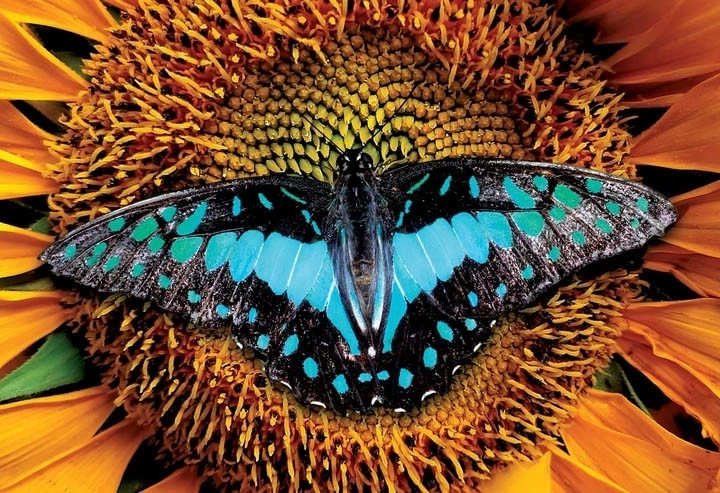 Interdruk puslespil Farverig natur: Sommerfugl 250 brikker