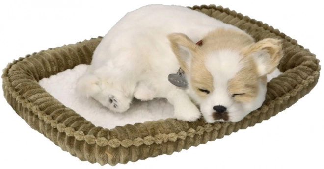 Snorkende Chihuahua Hvalp