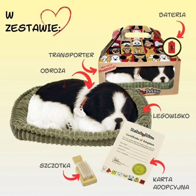 Åndende Border Collie hvalp til adoption