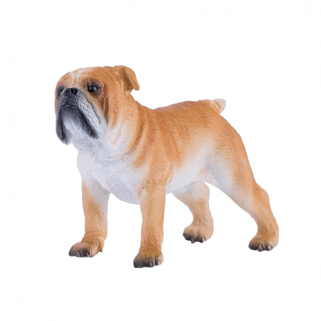 Mojo Engelsk Bulldog
