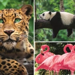 Puslespil dyr – collage 1000 brikker EKO