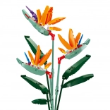 Sluban Flowers Kongestrelitzia