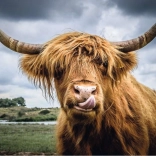 Ravensburger Puzzle Moments Highland Cattle 300 brikker