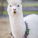 RAVENSBURGER puslespil alpaka 200 brikker