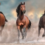 Puslespil 1000 Stykker Kompakt Panorama Heste