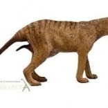 Collecta thylacine – hun (tasmansk tiger)