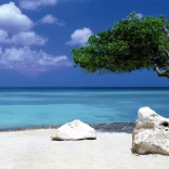 Panoramapuslespil Divi Divi-træ på Aruba 1000 brikker HEYE