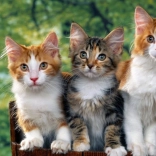 Norimpex Diamantmaleri Katte 30x40 cm