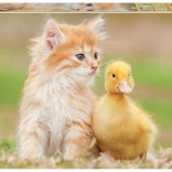 Educa puslespil søde venner 500 brikker