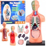 Undervisningsmodel af menneskekroppen med aftagelige organer, mini 15 cm