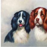 Diamantmaling Pelsede duo 30 × 40 cm