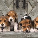 Puslespil 1000 brikker compact panorama beagle