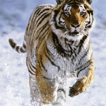 Ravensburger puslespil Tiger om vinteren 500 brikker