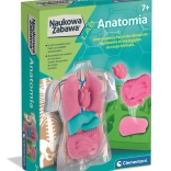 Uddannelsessæt anatomi CLEMENTONI